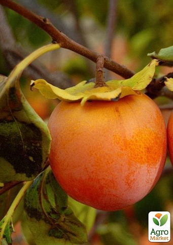 Хурма на виргинском морозостойком подвое "Джон Рик" высший сорт! - фото 8