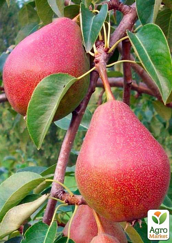 Груша "Кармен" (летний сорт, ранний срок созревания)