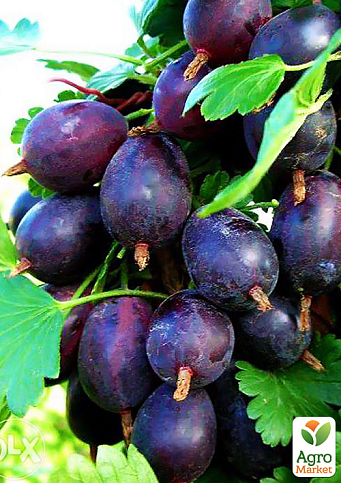 Агрус великоплідний "Чорна Крапля" (ранньо-середній термін дозрівання, ягоди дуже великі)