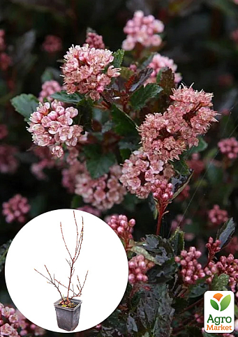 Пухироплідник калинолистний "Little Devil" вазон Р9