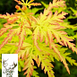 Клен 3-х річний японський пальмолистний «Сейрі» (Acer palmatum Seiryu) S3, висота 60-80см