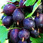 Агрус великоплідний "Чорна Крапля" (ранньо-середній термін дозрівання, ягоди дуже великі)
