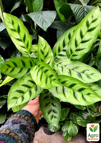 Калатея "Leopardina" высота 45-55см - фото 5