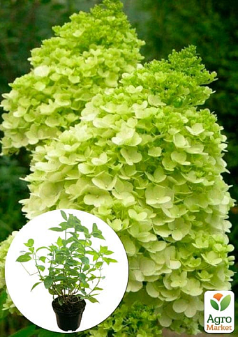 Гортензия метельчатая 2-х летняя "Mojito" высота саженца 20-30см