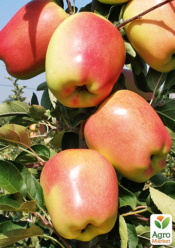 Яблуня "Голд Чіф" (великоплідний сорт, зимовий сорт, середній термін дозрівання)  - фото 4