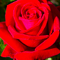 Троянда чайно-гібридна "Інгрід Бергман" (саджанець класу АА+) вищий сорт