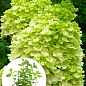 Гортензия метельчатая 2-х летняя "Mojito" высота саженца 20-30см