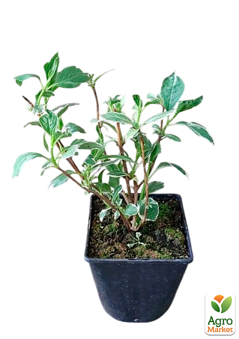 Гортензия крупнолистная 3-х летняя "Mariesii Variegata" - фото 2