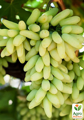 Виноград кишмиш "Ламборджіні" (ранній солодкий сорт селекції США)