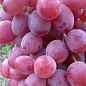 Виноград "Подарунок Крайнова" (маса грона 1000-1500 гр, морозостійкий, хворобостійкий)