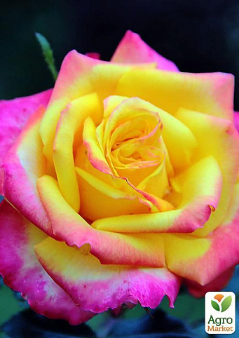 Роза чайно-гибридная "Лампион" (саженец класса АА+) высший сорт
