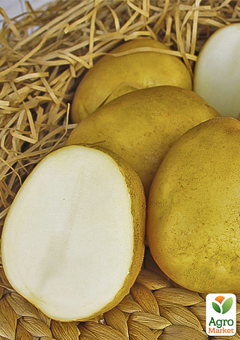 Картопля "Сувенір Чернігівський" насіннєва середньостигла (еліта) 1кг