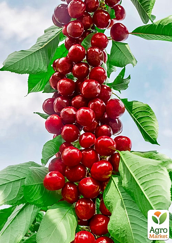 Черешня колоноподібна "Світ Чері" (великоплідна, середній термін дозрівання)