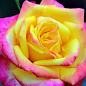 Роза чайно-гибридная "Лампион" (саженец класса АА+) высший сорт