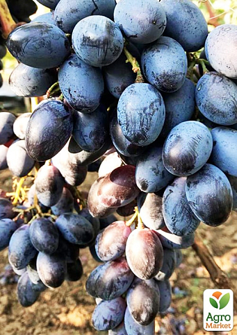Десертний виноград "Новичок" - фото 2