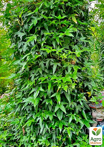 Плющ вічнозелений садовий вузьколистий "Sagittaefolia" С2 висота 25-50см - фото 3
