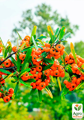 Облепиха "Медовая" (мальчик-опылитель) (средний срок созревания) NEW - фото 4