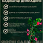 Дипладенія (Mandevilla) "Classic White" (квітуча ліана) купить