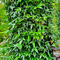 Плющ вечнозеленый садовый узколистный "Sagittaefolia" С2 высота 25-50см цена