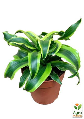 LMTD Драцена "Tornado" (висота 20-30см) - фото 8