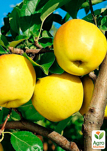 Яблоня "Голд Крым" (зимний сорт, поздний срок созревания)