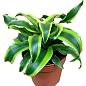 LMTD Драцена "Tornado" (висота 20-30см)