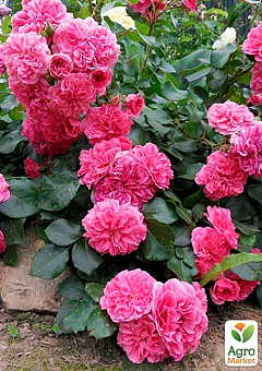 Ексклюзив! Троянда грунтопокривна яскраво-рожева "Вау Лав" (Wow Love) (преміальний зимостійкий сорт)1