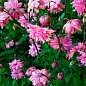 Аквилегия махровая "Pink Barlow" 