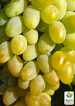 Виноград "Подарок Запорожью" (ранне-средний срок созревания, грозди очень крупные массой до 2 кг)2