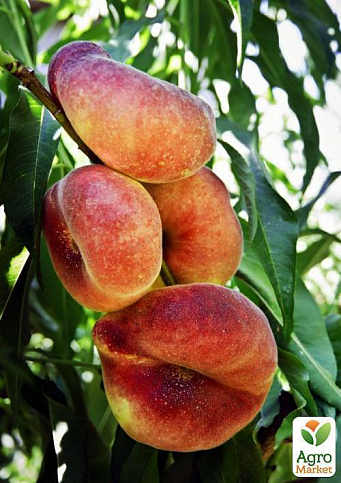 Ексклюзив! Персик жовтий з яскравим рум'янцем "Тропічний рай" (Tropical paradise) (англійська селекція, преміальний високоврожайний сорт) - фото 5