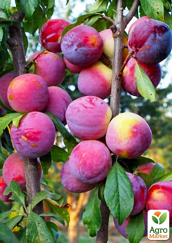 Слива диплоидная з ароматом персика "Шарафуга" (літній сорт, середній термін дозрівання) - фото 2