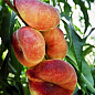 Ексклюзив! Персик жовтий з яскравим рум'янцем "Тропічний рай" (Tropical paradise) (англійська селекція, преміальний високоврожайний сорт)