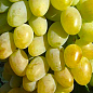 Виноград "Подарок Запорожью" (ранне-средний срок созревания, грозди очень крупные массой до 2 кг)