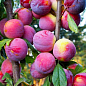 Слива диплоидная з ароматом персика "Шарафуга" (літній сорт, середній термін дозрівання) купить