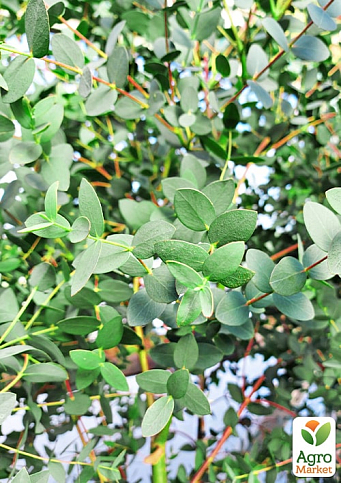 LMTD Эвкалипт вечнозеленый "Parvula"  (30-40см) - фото 6