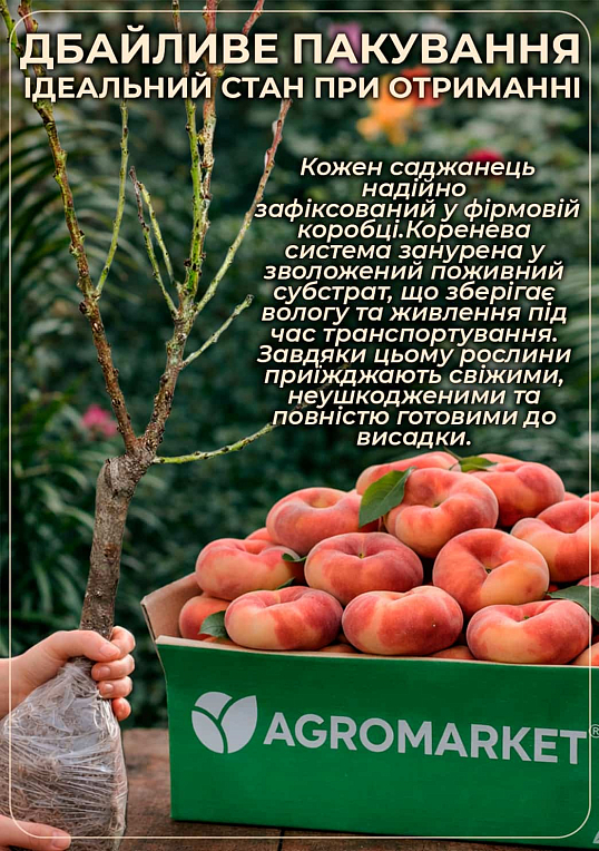 Персик колоноподібний "Інжирний" (суперсолодкий сорт, середній термін дозрівання)