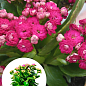 Каланхоэ Блоссфельда "Rose" (Kalanchoe Blossfeldiana) (Нидерланды)