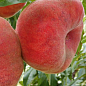 Инжирный персик "Плейн Стар" (инжирный, средне-поздний срок созревания)
