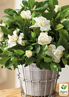 Гарденія жасминоподібна "The first love" (Gardenia jasminoides)2