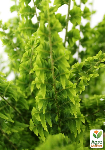 Нефролепис "Green Fantasy" (папороть кімнатна) - фото 5