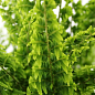 Нефролепис "Green Fantasy" (папороть кімнатна)