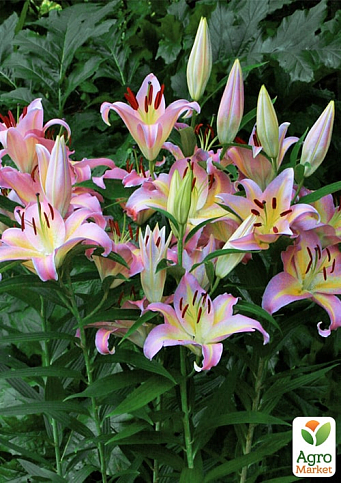 Лілія "Hocus Pocus" (Гігантська квітка) - фото 2