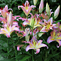 Лілія "Hocus Pocus" (Гігантська квітка) купить