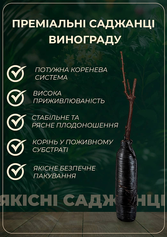 Ексклюзив! Виноград яскраво-рожевий "Мірбі" (преміальний сорт, великоплідний кишмиш, грона вагою до 1,5 кг)