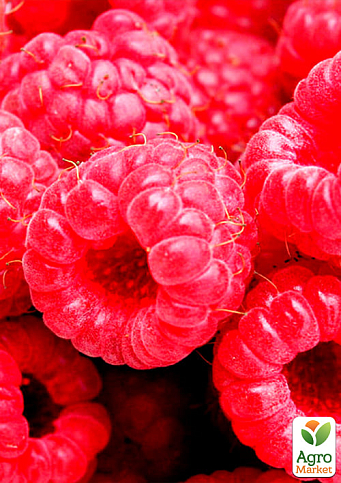 Малина "Феномен" (середній термін дозрівання, великоплідний, невибагливий сорт) 1-річний саджанець - фото 2