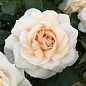 Троянда в контейнері флорибунда "Lions Rose" (саджанець класу АА+) купить