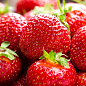 LMTD Клубника-земляника "Korona" (гибрид, ранний срок созревания)   купить