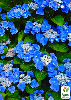 Гортензия крупнолистная 2-х летняя "Blaumeise" высота саженца 25-45см9
