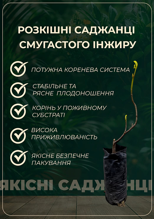 Инжир полосатый "Панч" (Panache) - фото 4