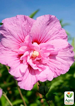 Гібіскус деревовидний махровий "Лавандовий шифон" (Lavender Chiffon)18